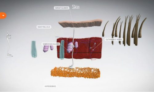 online skin structure